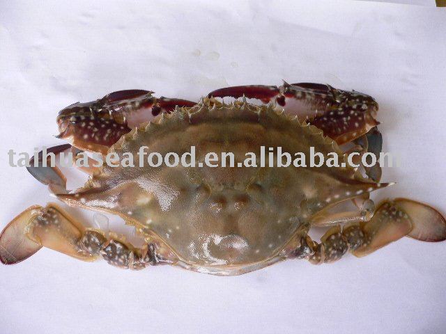 Frozen Swimming crab