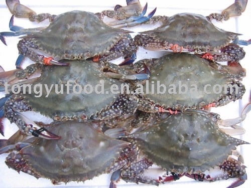 Blue swimming Crab