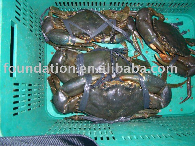 fresh crab