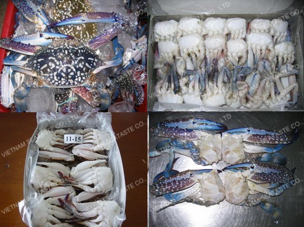BLUE SWIMMING CRAB HALF CUT ( Portunus pelagicus Linnaeus )