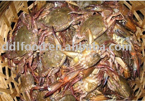Frozen black crab