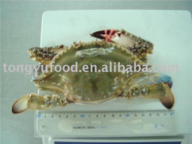 Blue_swimming_crab