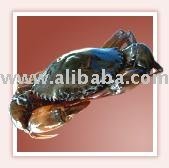 Soft Shell Crabs