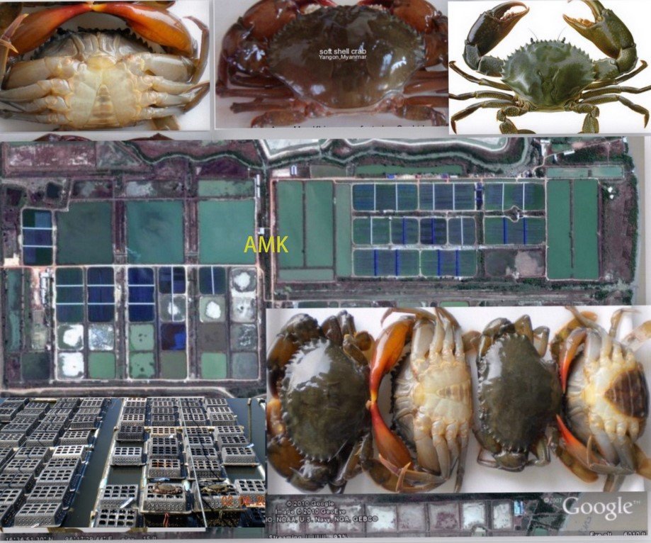 soft shell crab( HACCP,frozen seafood)