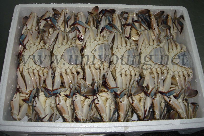Frozen swimming crab