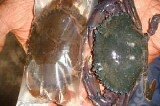 softshell crab