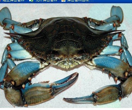 Live Blue Crabs X-LARGE MALES products,United States Live Blue Crabs X ...