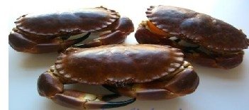 Brown Crab