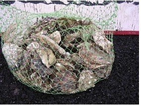 Willapa Bay Oysters