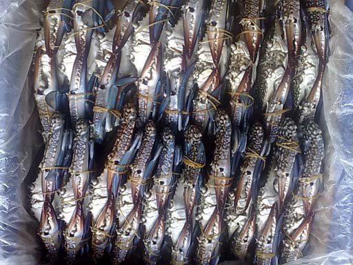 blue swim crab