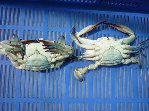 Frozen Blue swimming crab whole