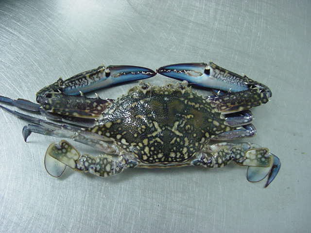 Frozen Blue Swimming Crab