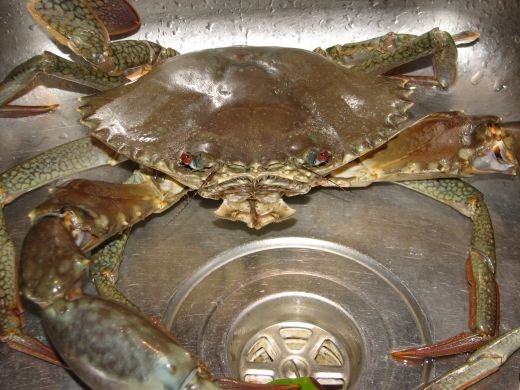Live  MUD CRAB, LOBSTERS,  SPIDER CRAB, ABALONE F