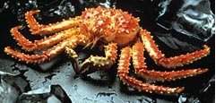 King Crab