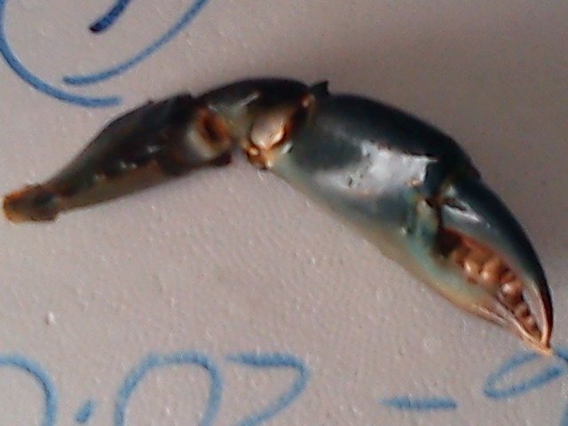 mud crab claws only