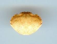 crab shells