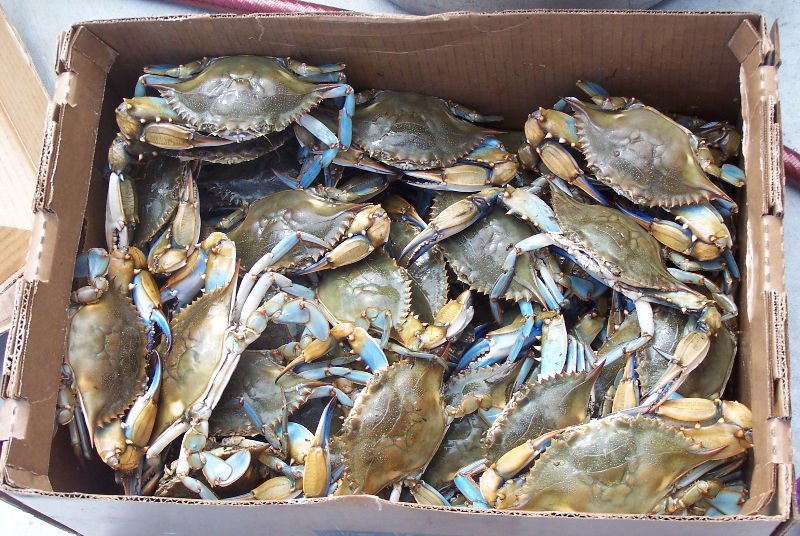 Blue Swimming crab