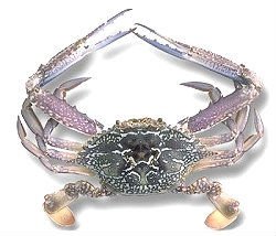 Blue Swimmer Crabs  ( Portunus pelagicus )