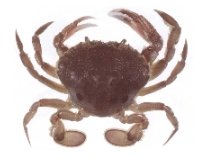 Sand crab