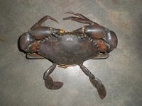 Quality Crabs Of All Species For Sale
