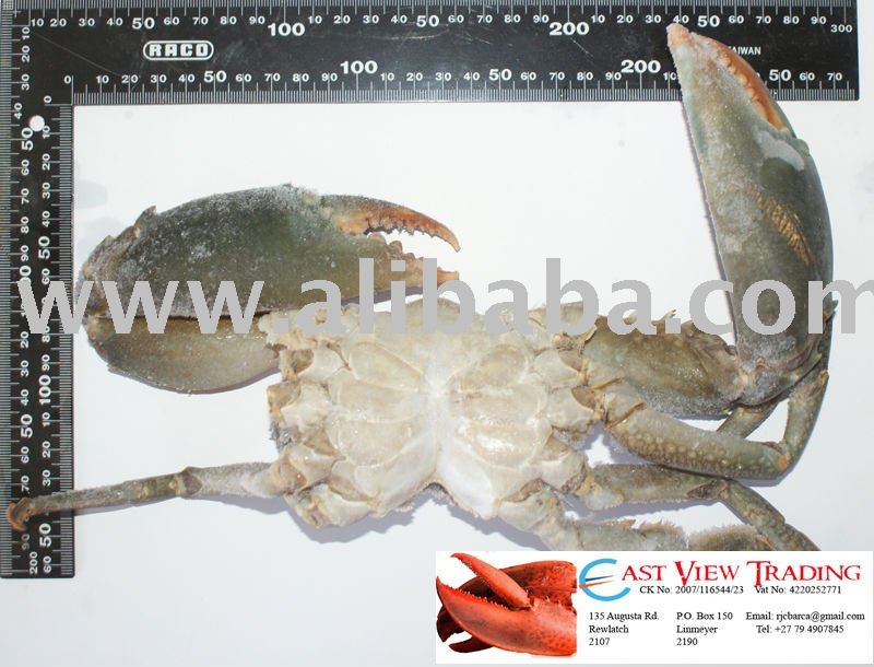 Green Mangrove Crab - (Syclla Serrata) - Mozambique