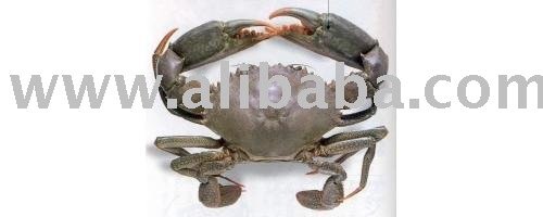 Mud Crab