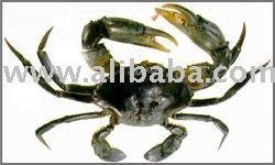 Mud Crab