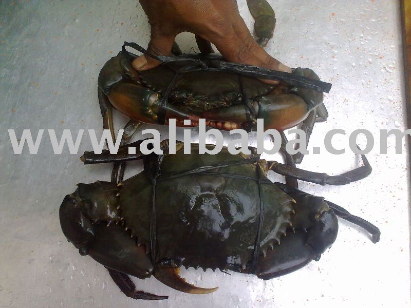Live Mud Crab