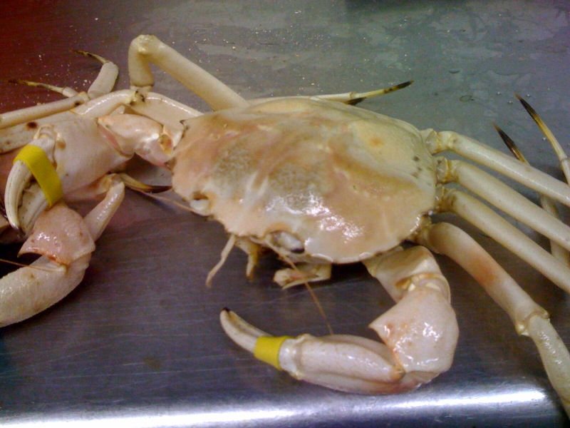 American Florida Golden Crab (LIVE)