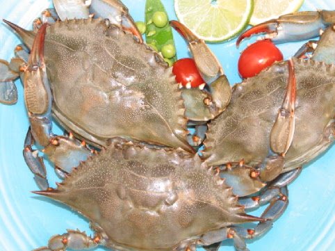 Swimming Crab