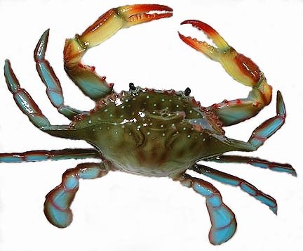 Blue crab