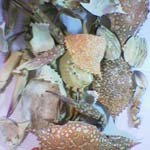 Dried Sea rab Shell