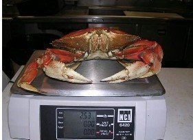 Dungeness Crab Meat