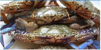 Blue Swimming crab