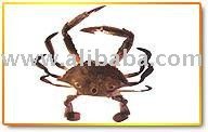  SEA   CRAB 
