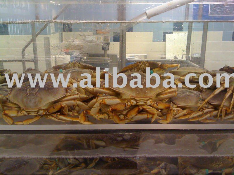 LIVE Dungeness crabs