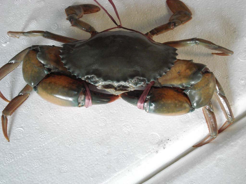 Live Crab,India price supplier - 21food