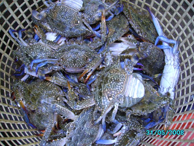 Blue Swimming Crabs
