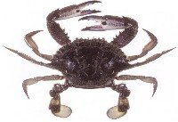 Blue swimmer crab