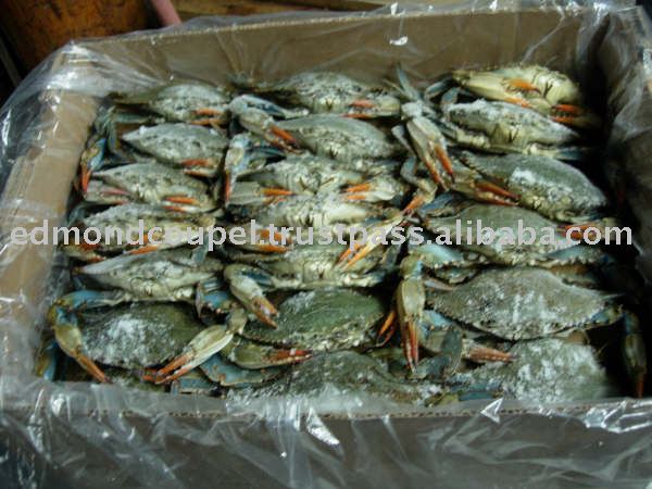 Frozen WR Male Female Blue Crab (callinectes sapidus) with eggs from USA