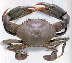 Mud Crab ( Scylla serrata )
