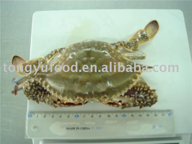 Swimming Crab