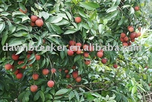 lychee ( lichee / fresh lychee )