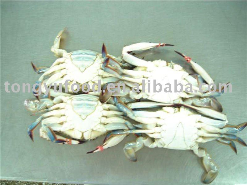 whole blue swimming crab