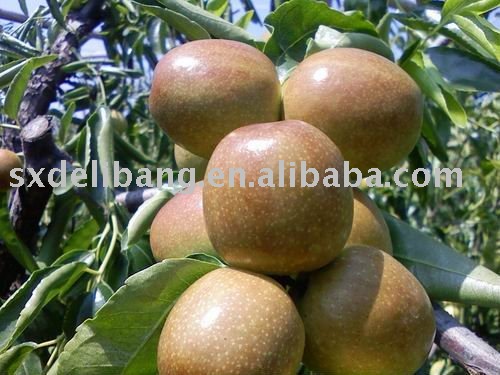 chinese   fresh   red  winter  date d