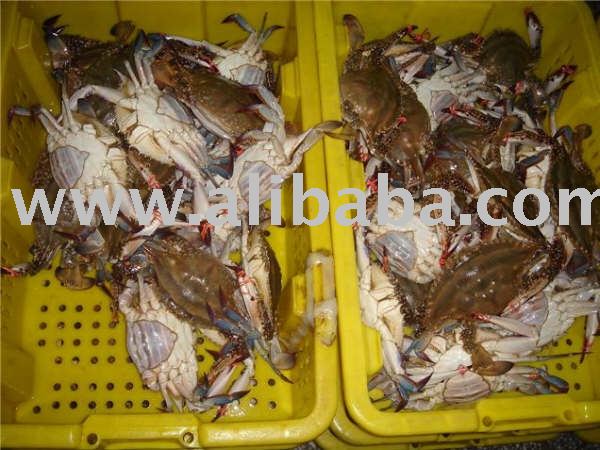soft shell blue crab soft shell blue crab