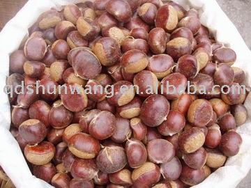 fresh chinese chestnut