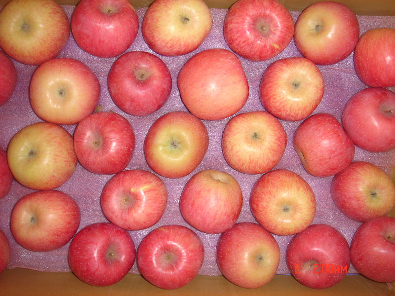 SUPPLYING FRESH FRUITS