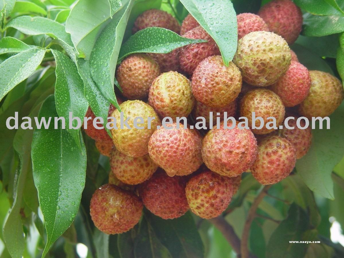 lichi