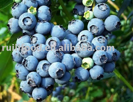Blueberry